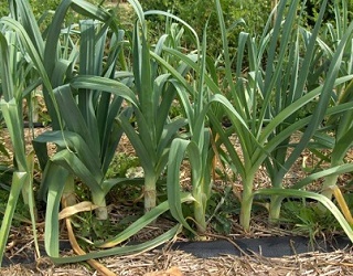 Цибулю-порей можна вирощувати розсадним способом